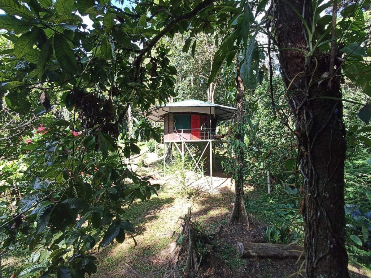 Finca Valeria Treehouses Glamping Cocles Exterior photo